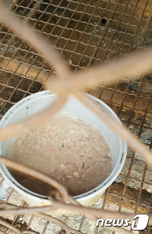 본문 이미지 - 부패된 음식물 쓰레기로 공급되는 개먹이.(사진 팅커벨프로젝트 제공)ⓒ News1