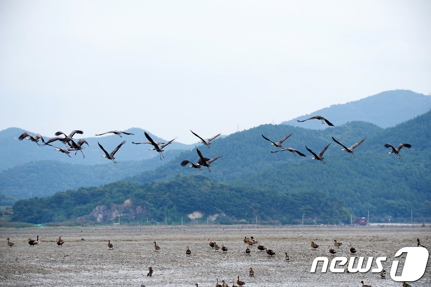 본문 이미지 - 18일 올 가을 처음 순천만을 찾아온 천연기념물 228호인 흑두루미가 순천만 갈대군락과 갯벌 위를 날고 있다. 순천시는 올해 2000여마리의 흑두루미가 순천만을 찾을 것으로 기대하고 있다.(순천시 제공)2017.10.18/뉴스1 ⓒ News1 지정운 기자
