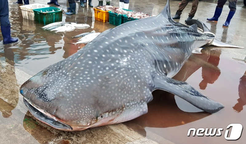 (삼척=뉴스1) 서근영 기자 = 지난 19일 동해해양경찰서 소속 경찰관이 강원도 삼척항 동방 4마일(약 6㎞) 해상에서 정치망에 걸린 고래상어 1마리를 바다로 돌려보내고 있다.고래 …