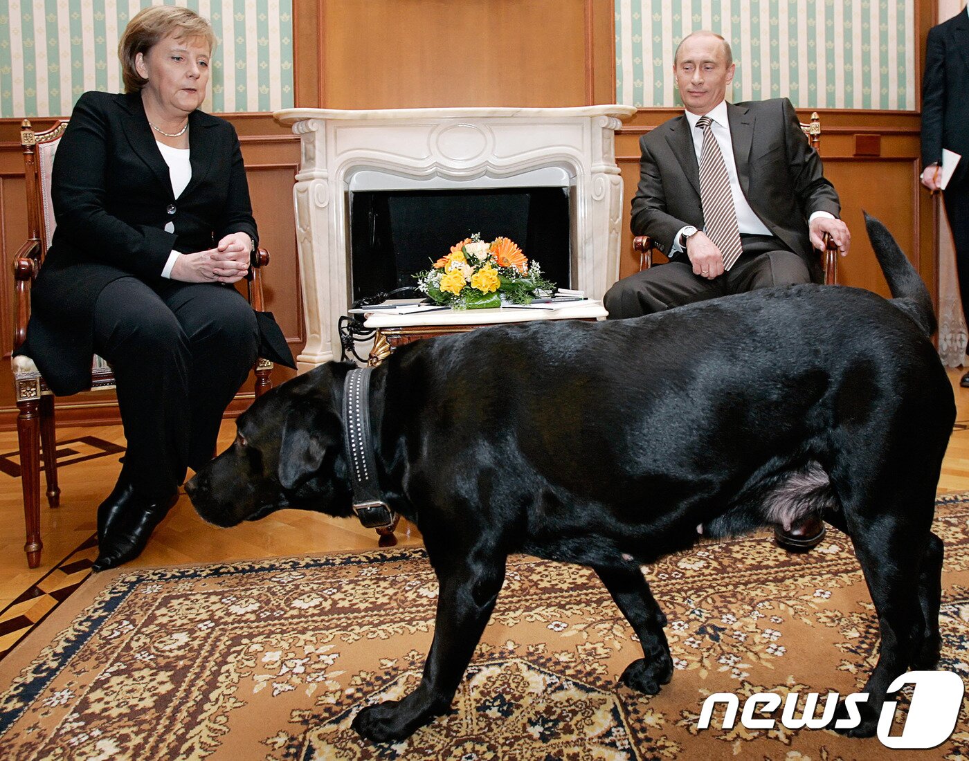 본문 이미지 - 지난 2007년 블라디미르 푸틴 러시아 대통령은 앙겔라 메르켈 독일 총리와의 회담 자리에 반려견 '코니'를 데리고 나와 개를 싫어하는 메르켈 총리를 난처하게 만들었다. (자료사진) ⓒ News1