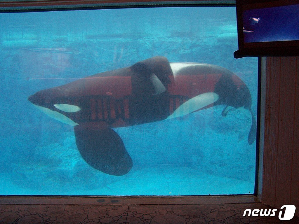 본문 이미지 - 관찰수조에 갇힌 틸리쿰 모습.(사진 Sawblade5 제공) ⓒ News1