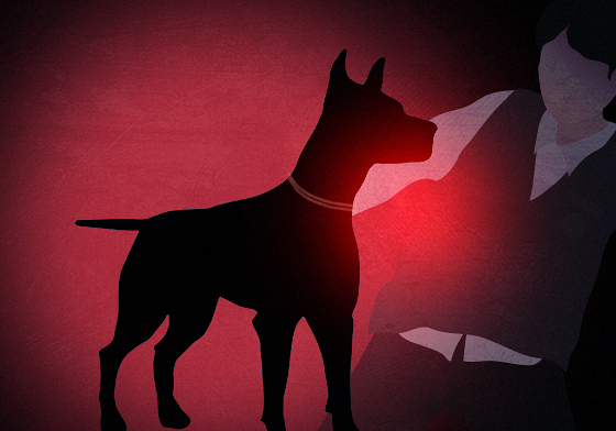 멧돼지 잡던 사냥개들, 주인과 산책하던 반려견 공격