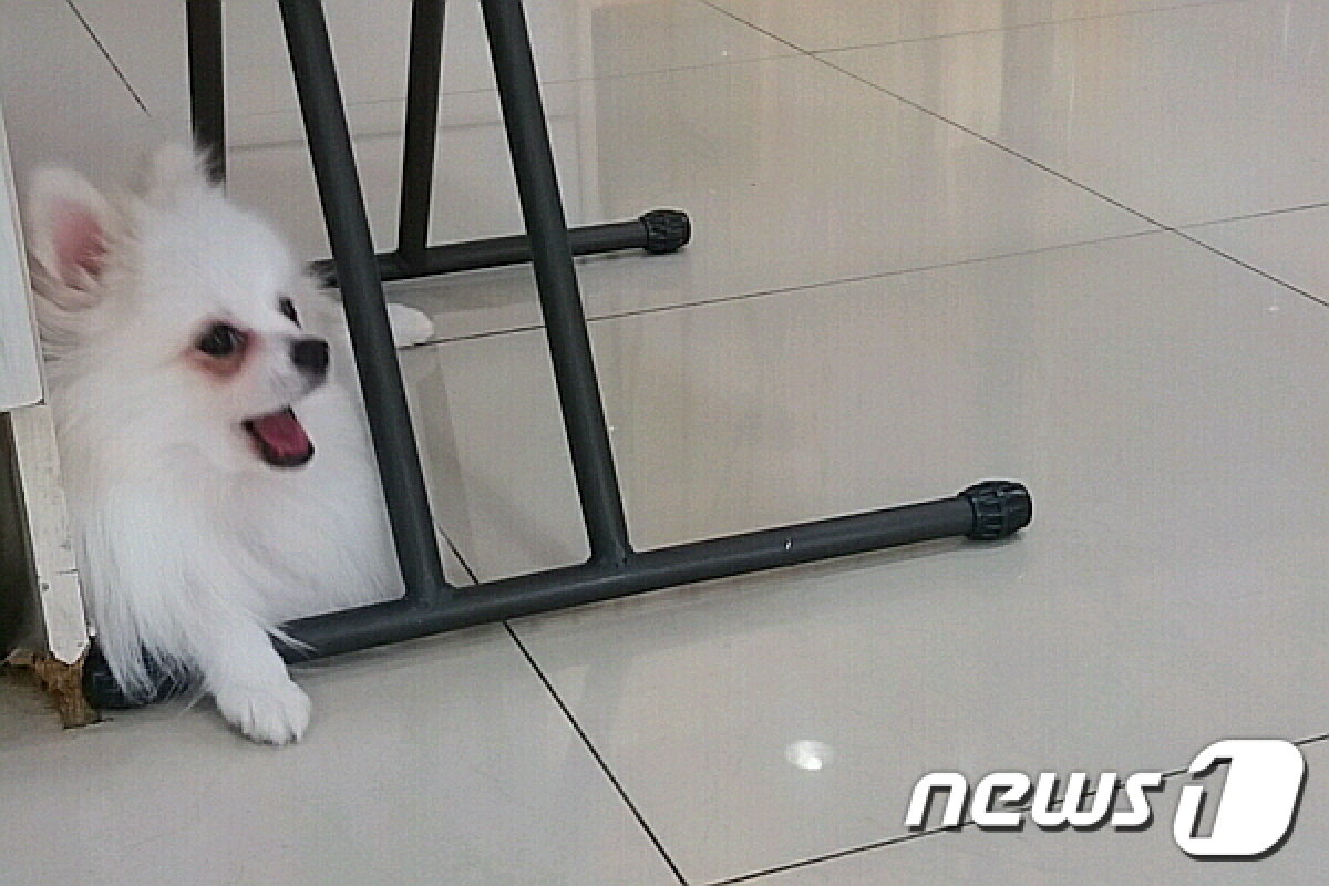 우성동물의료센터에 살고 있는 강아지 꽁주. © News1 최서윤 기자
