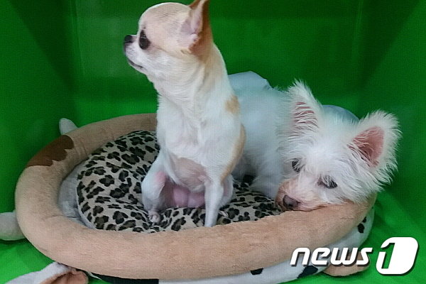 우성동물의료센터에 살고 있는 강아지 깨미 ⓒ News1
