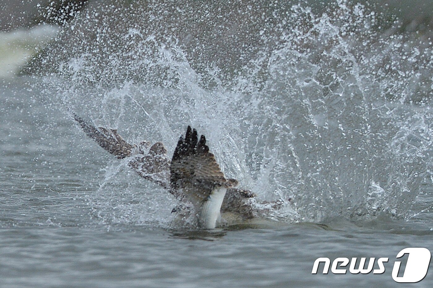 본문 이미지 - 멸종위기 2급인 물수리가 21=017년 10월29일 경북 포항시 남구 연일읍 유강리 형산강에서 먹잇감 사냥을 하고 있다.2017.10.29/뉴스1 ⓒ News1 최창호 기자