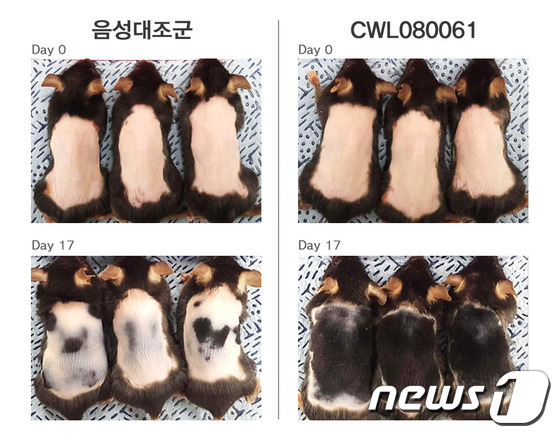 JW중외제약이 자체 진행한 동물시험에서 ‘CWL080061’은 기존 탈모치료제 대비 동등 이상의 발모 효과를 확인했으며, 작용기전을 통한 새로운 모낭이 형성되는 결과도 도출했다© News1