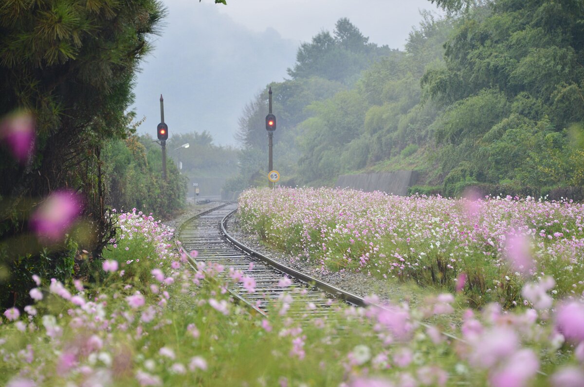 본문 이미지 - 특별여행 주간에 1만명 대상으로 '여행주간 레일패스'를 판매한다. 코레일 제공 