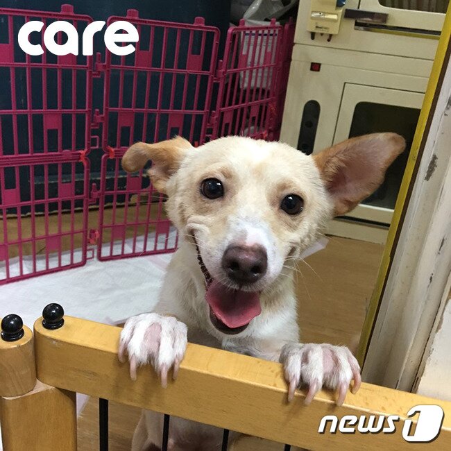 본문 이미지 - '나래'가 활짝 웃는 모습.(사진 케어 제공)ⓒ News1