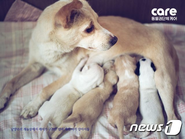 본문 이미지 - 나래와 강아지 4마리.(사진 케어 제공)ⓒ News1