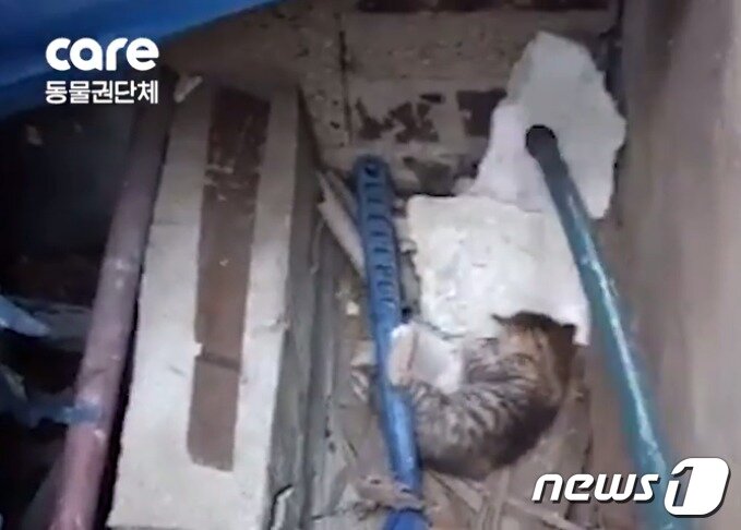 본문 이미지 - 길고양이 학대하는 모습.(사진 유튜브 영상 캡처)ⓒ News1