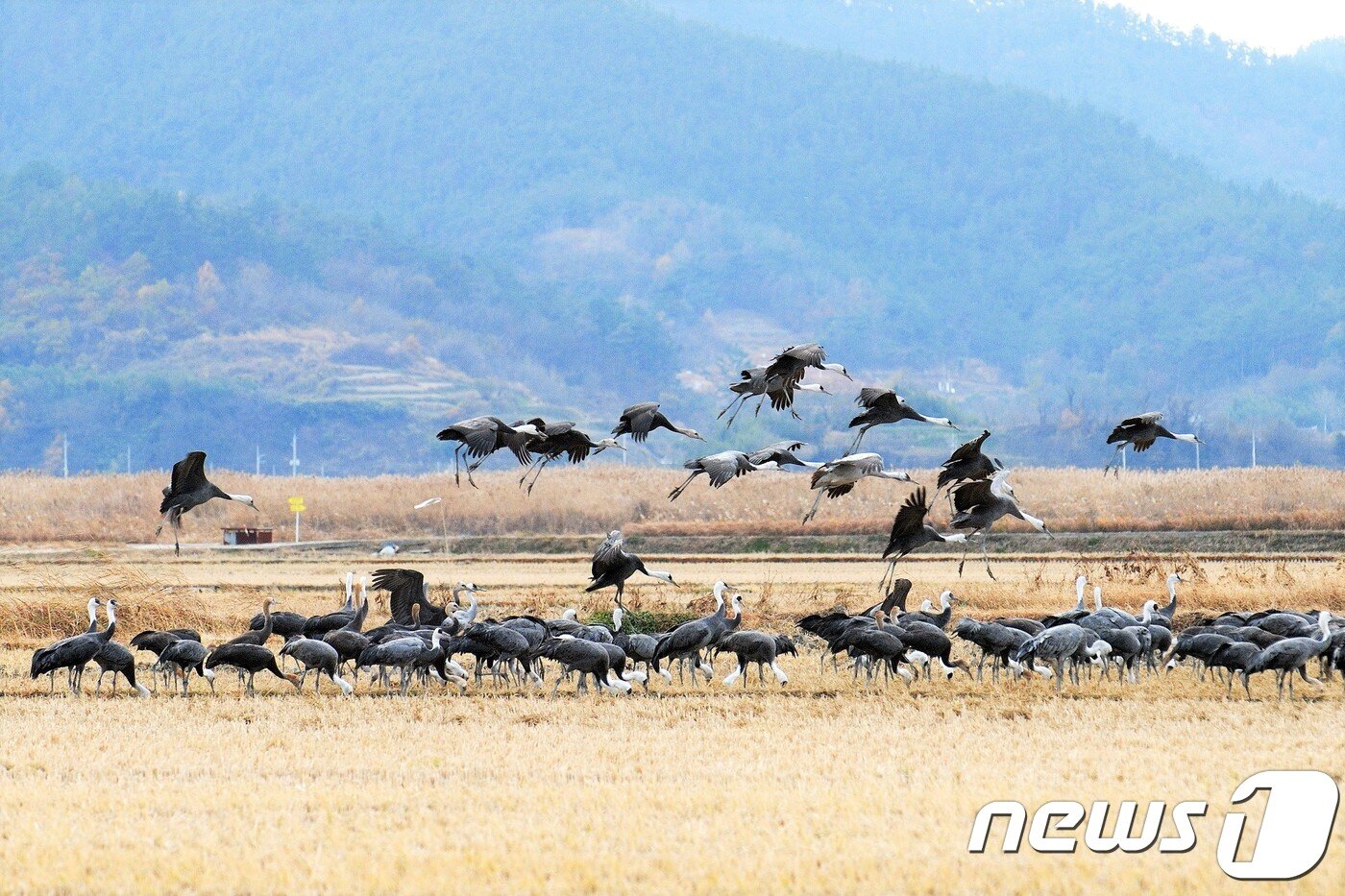 본문 이미지 - 순천만을 찾아온 흑두루미.(순천시 제공)/뉴스1 ⓒ News1 지정운 기자