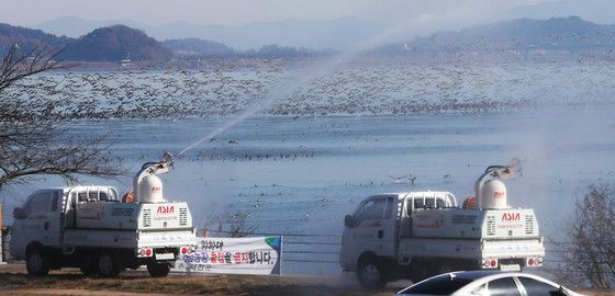 정읍천 야생 원앙 검사에서 고병원성 조류인플루엔자 확인