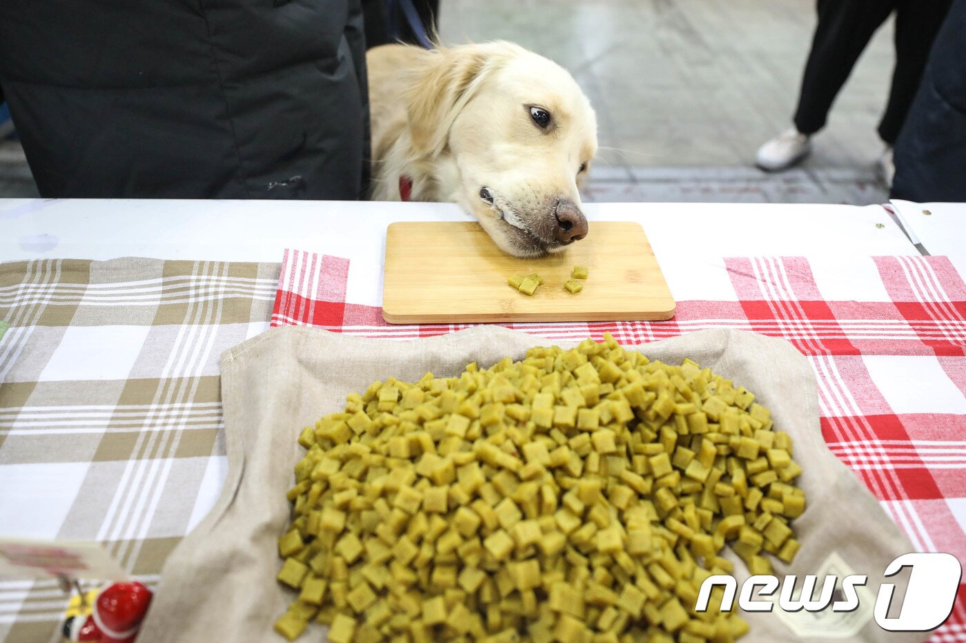본문 이미지 - 경기도 고양시 킨텍스에서 열린 대한민국펫산업박람회 '2017 케이펫페어(K-PET FAIR)'에서 한 견공이 수제 간식 부스에 놓인 간식을 몰래 먹고 있다. 2017.11.24/뉴스1 ⓒ News1 성동훈 기자