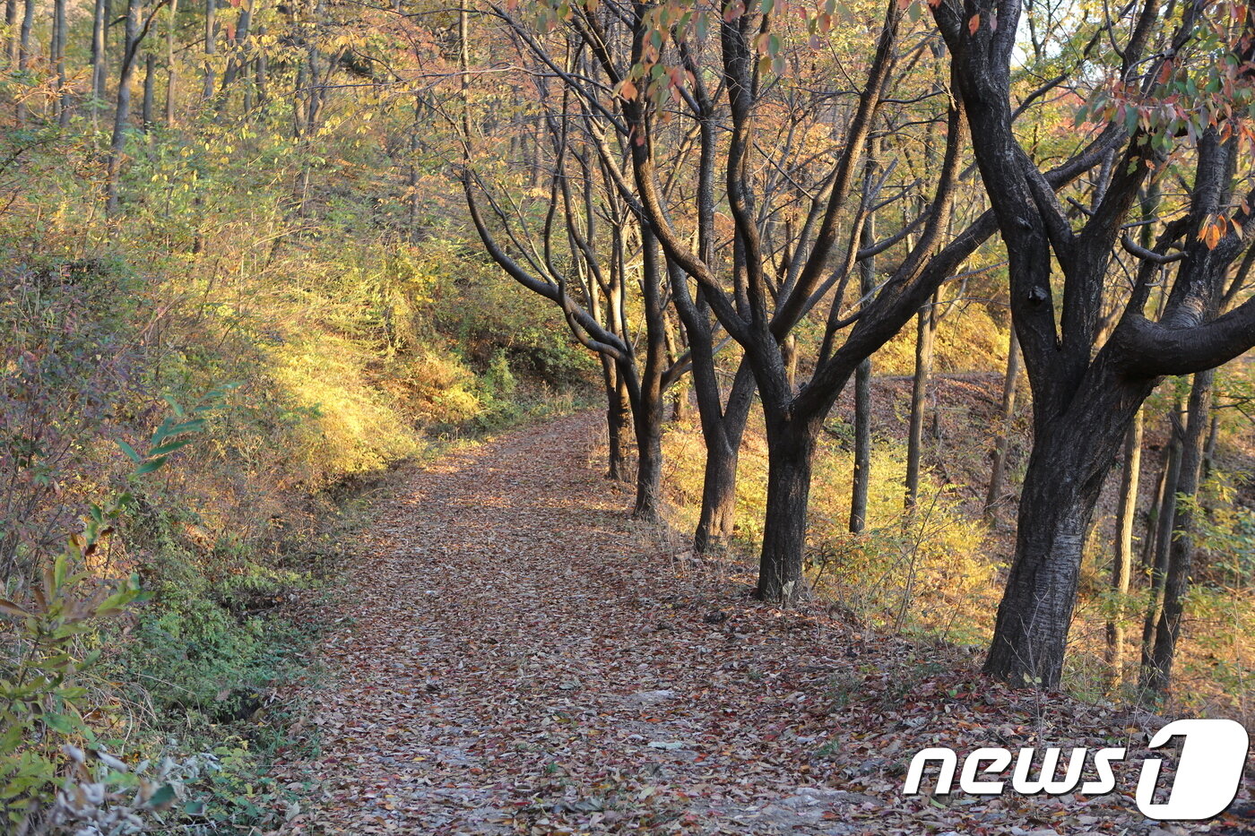 본문 이미지 - 인천 삼형제섬길  ⓒ News1