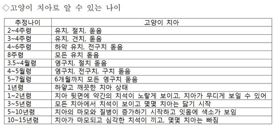 김재영 원장의 펫토피아] 고양이 나이 측정하는 방법 - 뉴스1