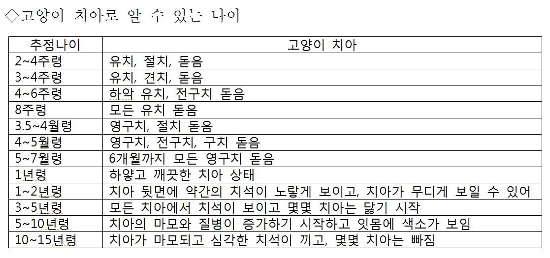 본문 이미지 - 고양이 치아로 알 수 있는 나이.ⓒ News1