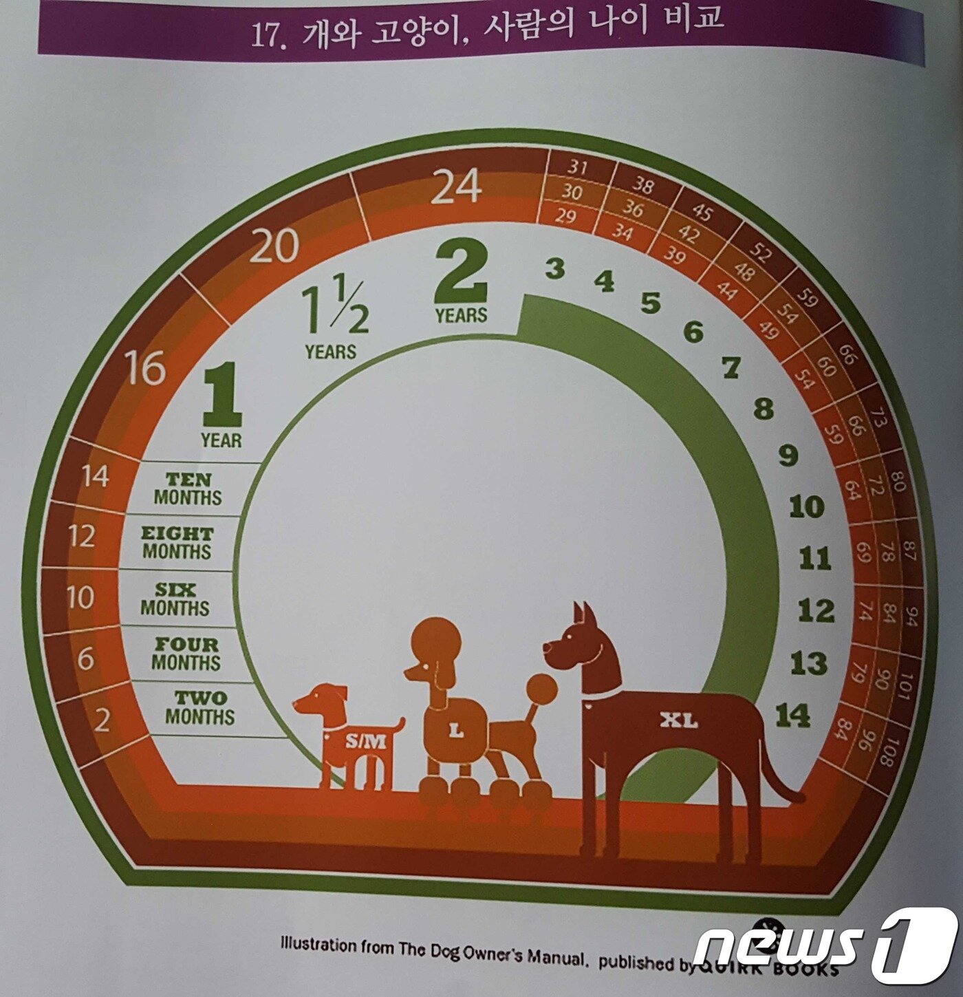 본문 이미지 - 개, 고양이, 사람의 나이 비교.ⓒ News1