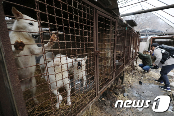 경기 남양주시의 식용 개농장 모습./뉴스1 © News1 민경석 기자