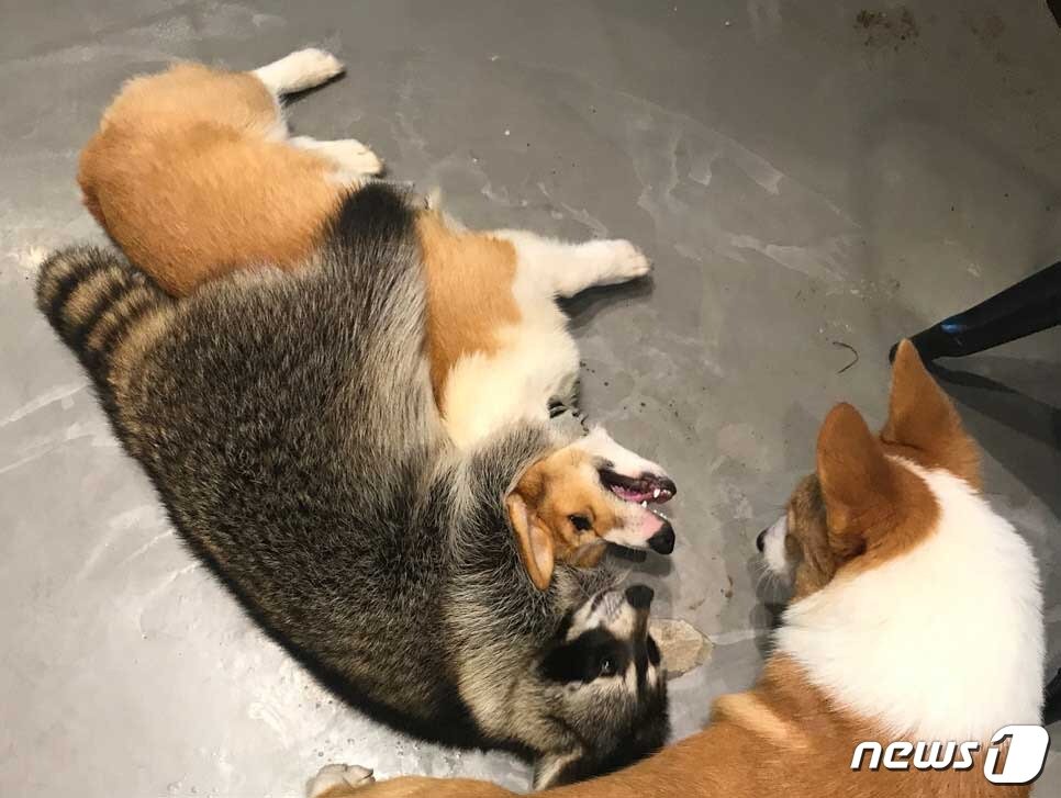 본문 이미지 - 같은 공간에 사육되는 개와 라쿤. 라쿤은 개, 고양이의 병원체를 공유할 수 있어 종간 질병전파를 일으킬 수 있다.(사진 어웨어 제공)ⓒ News1