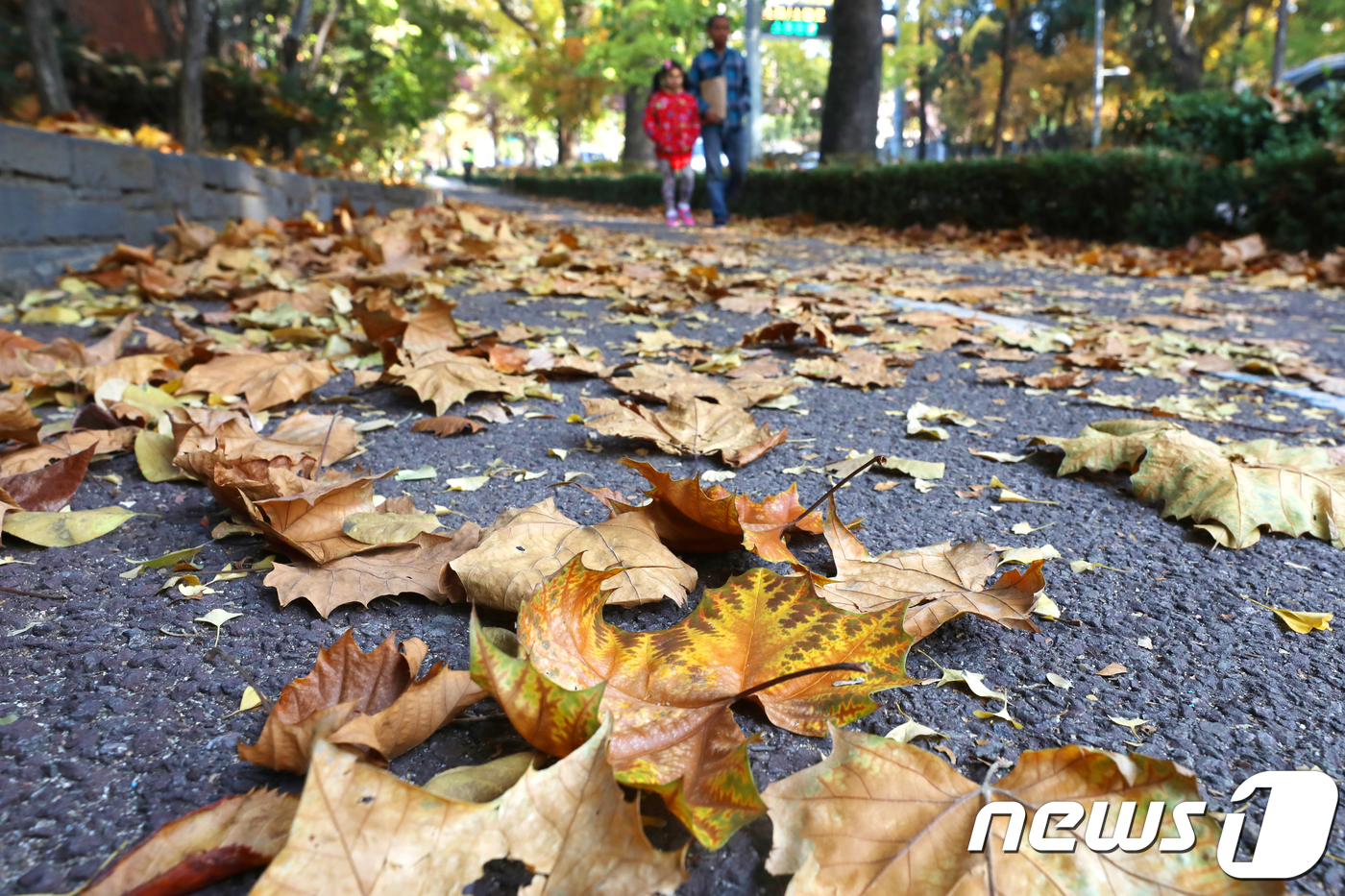 (서울=뉴스1) 황기선 기자 = 수도권 지역에 내려진 한파주의보가 해제된 9일 오후 서울 용산구 이태원로에서 시민들이 곱게 물든 가로수를 보며 가을의 정취를 만끽하고 있다. 201 …