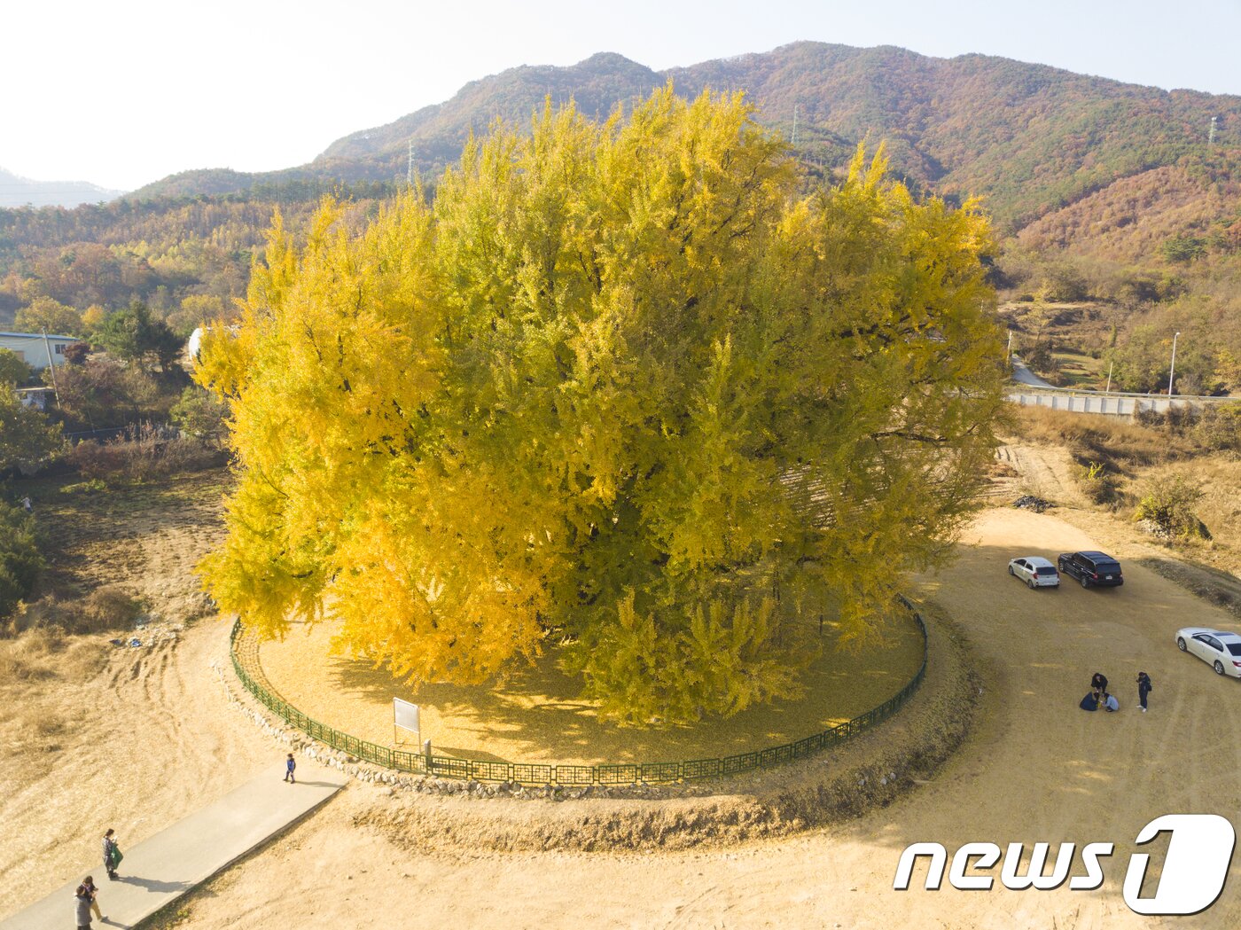본문 이미지 - 단풍 절정기의 강원 원주시 문막읍 반계리 은행나무 자료 사진. ⓒ News1