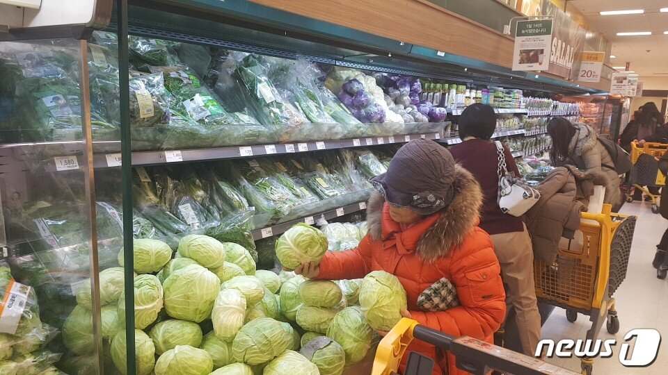 본문 이미지 -  15일 오후 이마트 용산점에서 한 주부가 양배추를 비교하면서 살펴보고 있다. ⓒ News1 김민석 기자
