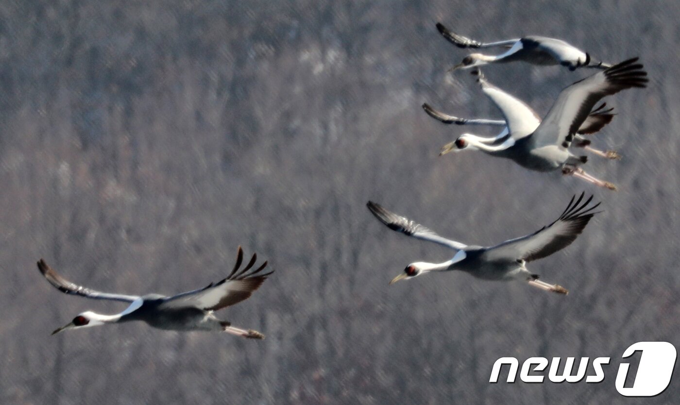 본문 이미지 - 강원 철원군 DMZ 철원평화타운 철새도래지에서 천연기념물 제 203호 재두루미가 무리지어 날고 있다. (뉴스1 DB)