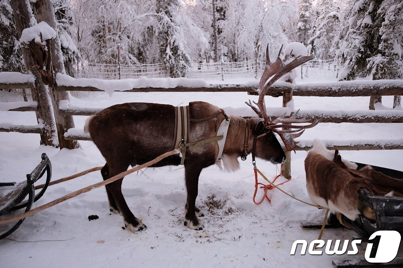 본문 이미지 - 썰매를 끄는 순록ⓒ News1 윤슬빈 기자