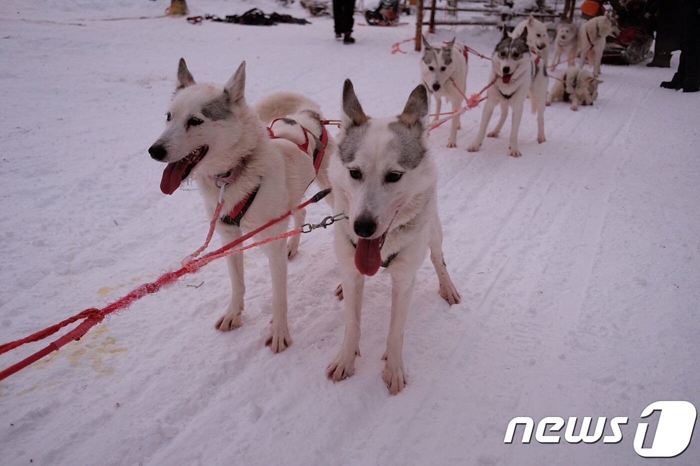 본문 이미지 - 썰매를 끄는 시베리안 허스키 무리들ⓒ News1 윤슬빈 기자