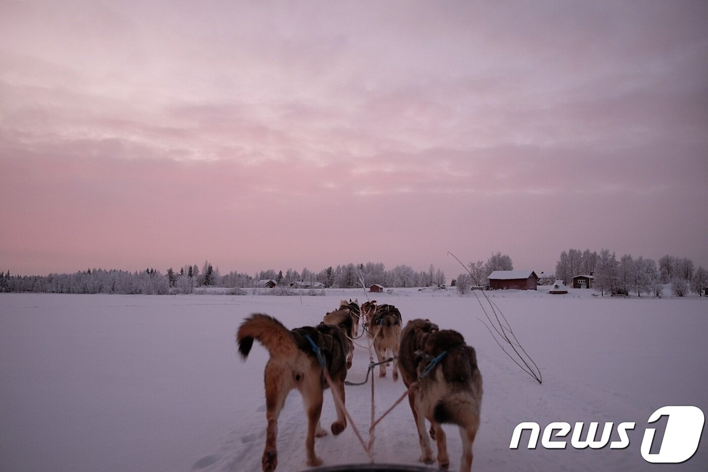본문 이미지 - 허스키 썰매를 타며 마주하게 되는 레비의 아름다운 겨울 풍경ⓒ News1 윤슬빈 기자
