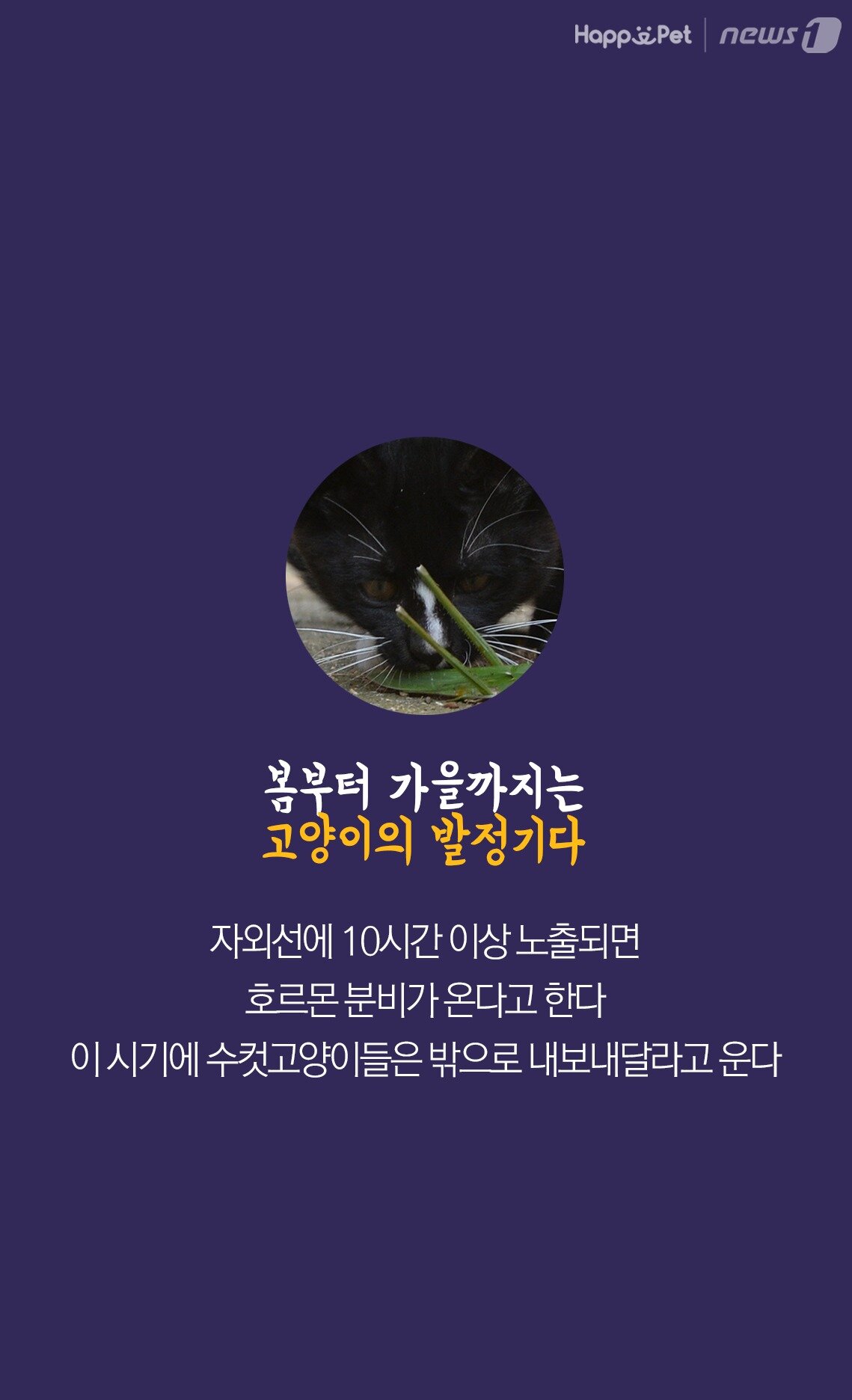 본문 이미지 -  