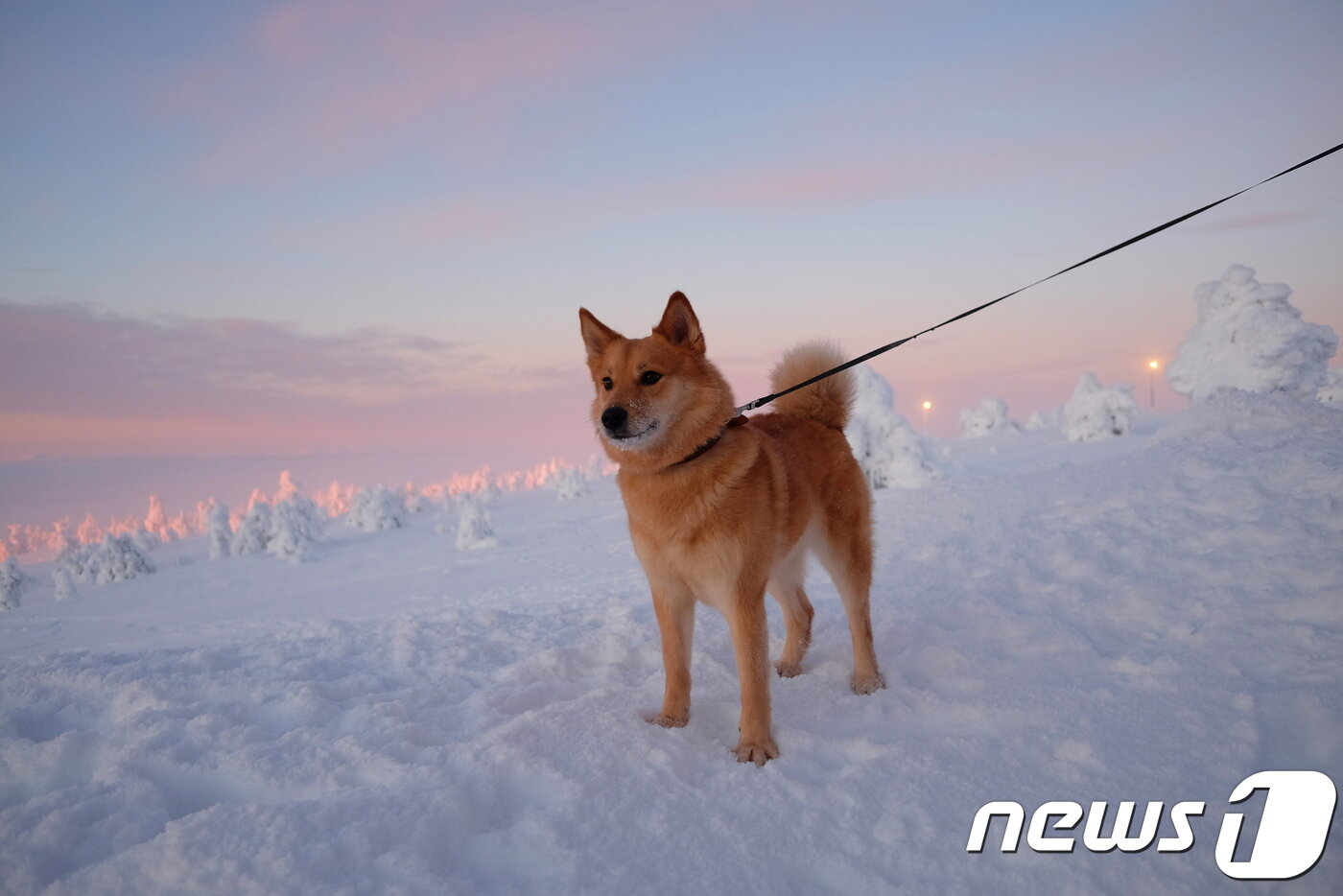 본문 이미지 - 주인을 따라 레비를 올라온 개가 눈 밭을 내려다 보고 있다.ⓒ News1 윤슬빈 기자