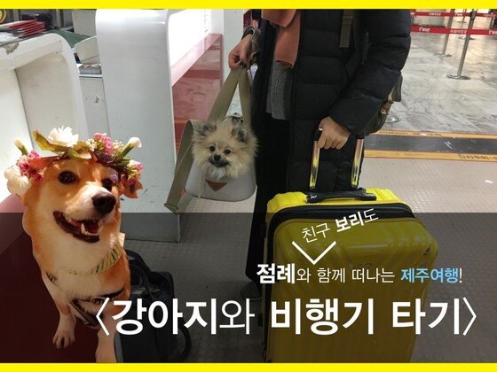 본문 이미지 - 강아지와 비행기 타기.&#40;사진 은쌤 제공&#41; ⓒ News1 
