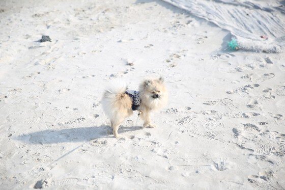 본문 이미지 -  