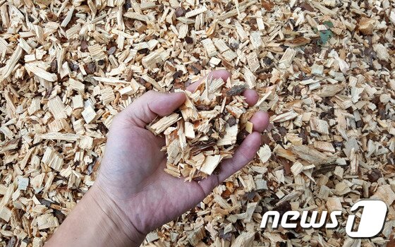 본문 이미지 - 울산 중구가 소나무재선충병 피해목 제거를 위해 전국 최초로 산지 파쇄 처리방식을 도입한다. ⓒ News1