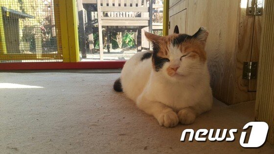 본문 이미지 - 따뜻한 '어울쉼터' 안에서 졸고 있는 유기묘. ⓒ News1