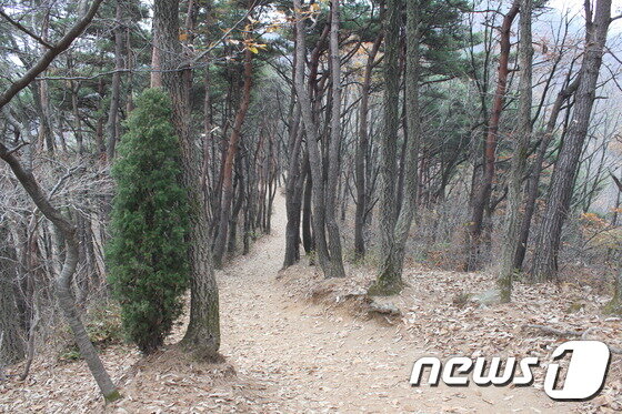 본문 이미지 - 칠갑산솔바람길(한국관광공사 제공) ⓒ News1