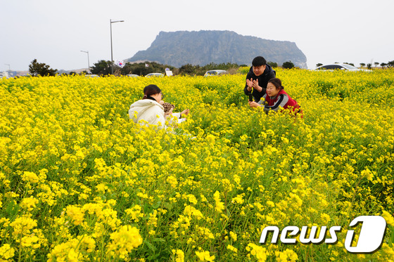 '서귀포의 봄 이야기'
