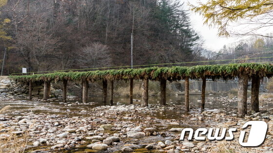 본문 이미지 - 강원 평창군 오대산선재길 ⓒ News1