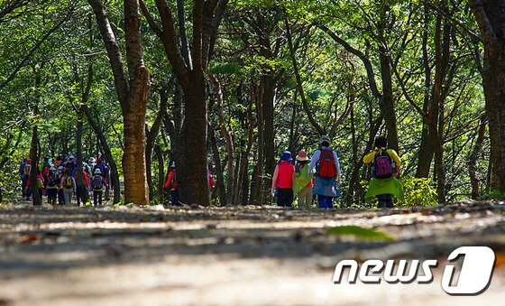 본문 이미지 - 충남 청양군 칠갑산솔바람길 ⓒ News1