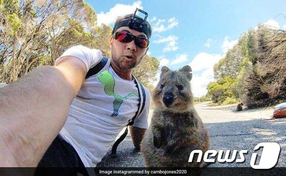 본문 이미지 -  사진 찍는 것을 즐기는 듯한 쿼카.  존스가 사진을 찍자 가만히 카메라를 응시하는 모습이  인상적이다. (사진 캠벨존스 인스타그램 캡처) ⓒ News1