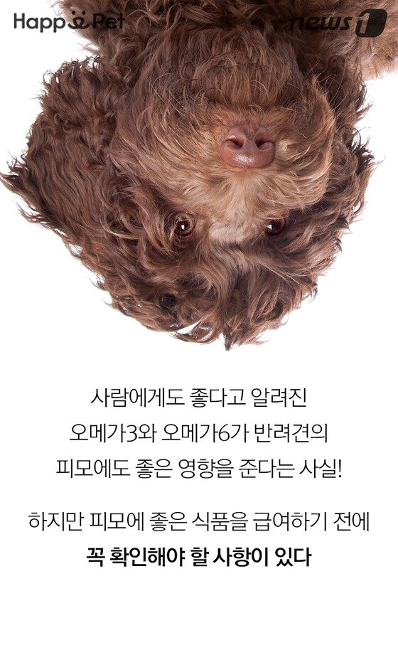 본문 이미지 -  