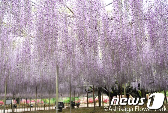 본문 이미지 - 아시카가 플라워 파크<사진=도부철도>ⓒ News1