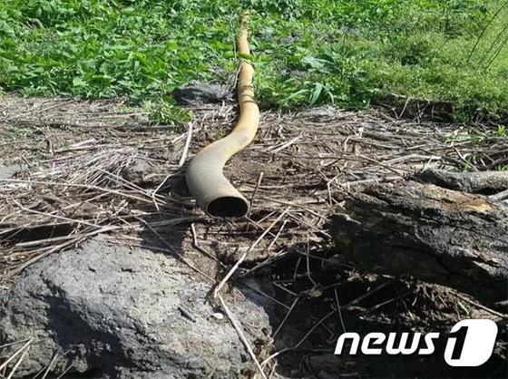 본문 이미지 - 고무 호스관을 분뇨저장탱크에 연결해 농경지로 고독성 가축분뇨를 불법 배출한 모습. (제주도 자치경찰단 제공) ⓒ News1