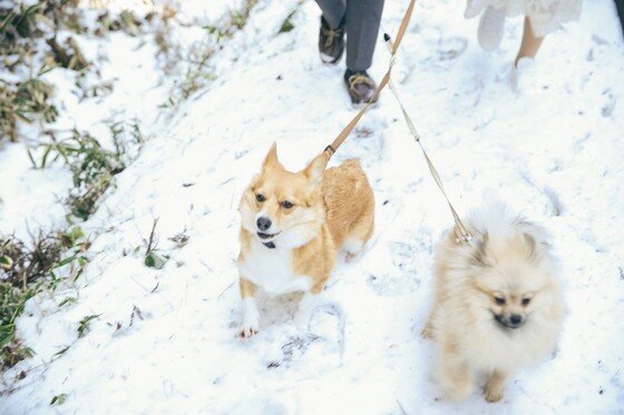 본문 이미지 -  ⓒ리프노트
