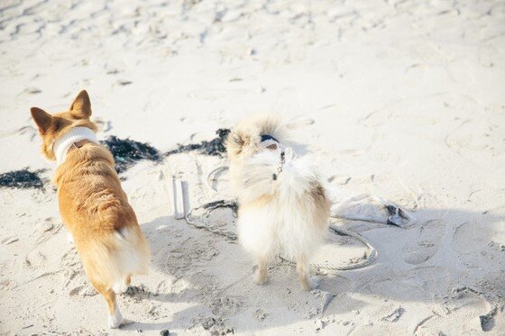 본문 이미지 -   ⓒ리프노트