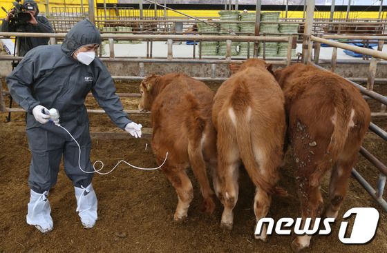 구제역 백신 접종 모습.2017.2.8/뉴스1 © News1