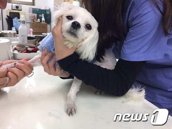 본문 이미지 - 혈액검사를 위해 피를 뽑고 있는 복돌이.ⓒ News1