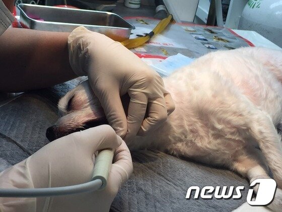 본문 이미지 - 스케일링을 받고 있는 복돌이 모습. ⓒ News1