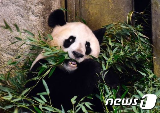 죽순을 먹고 있는 판다 ⓒ AFP=News1